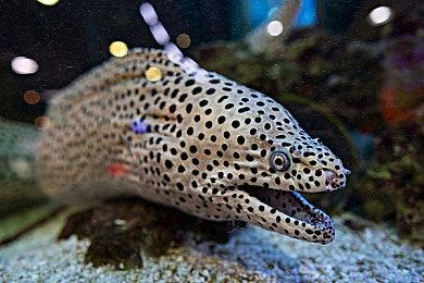 Techland同CDPR前成员合作开发3A开放RPG游戏